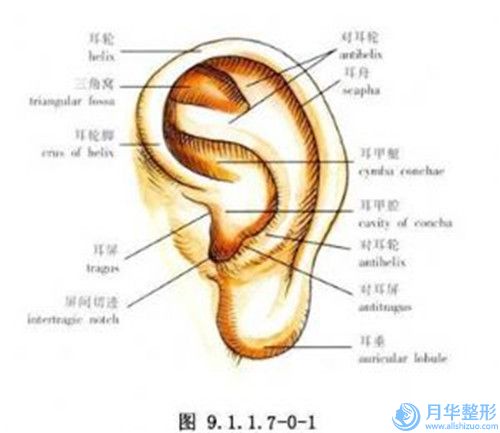 夹江县台世星彩医学美容诊所价格抢先看-夹江县台世星彩医学美容诊所副乳切除要多少费用