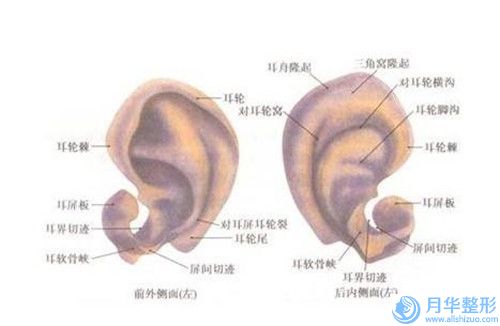 日照男人隆胸费用的相关因素(日照男人隆胸价格一般都和什么有关呢)