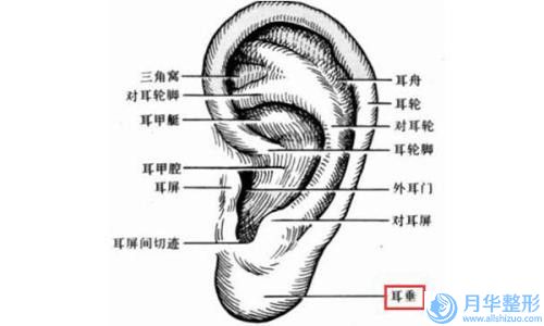 全国成年漏斗胸矫正医院推荐：成年漏斗胸矫正医院前50佳较新排序公布